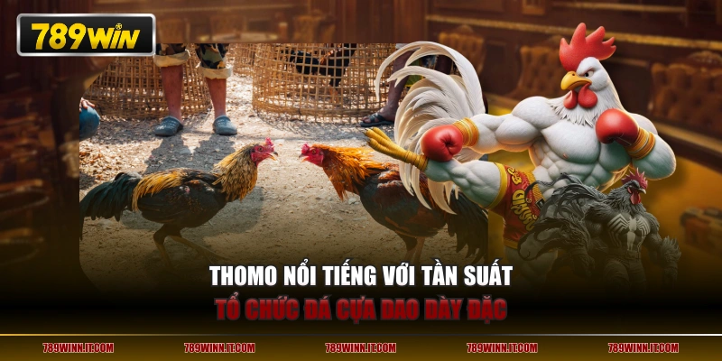 Thomo nổi tiếng với tần suất tổ chức đá cựa dao dày đặc